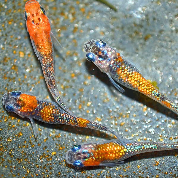 ☆ メメ☆ 再入荷☆≪Sweet Spooky Night≫ 通販：8/22（木）～発売開始